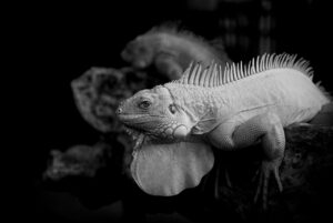 摂食嚥下が容易なメニューのおすすめは？