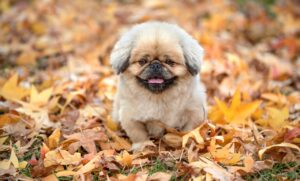 介護食メーカーの料金比較でおすすめの選び方は？