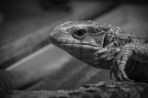 介護食を定期購入する際のおすすめ商品は？