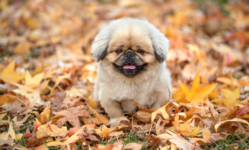 噛む力が弱い方のための食事介護のポイントは？