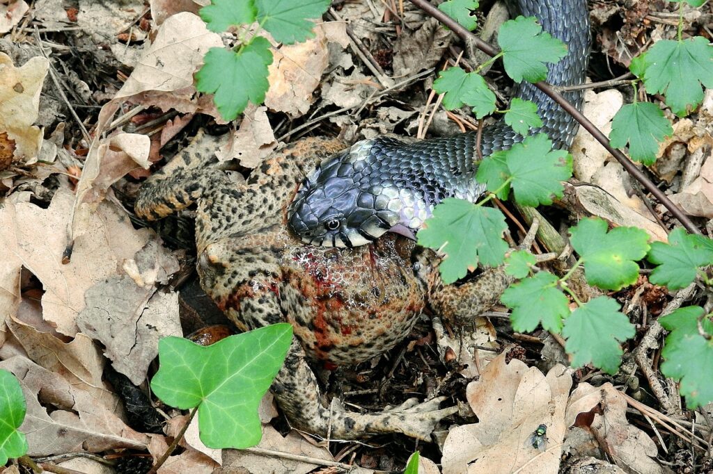 嚥下障害を持つ方の食事介護で気を付けるべきポイントは？