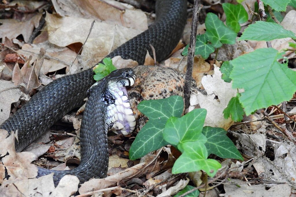 嚥下食の効果を検証するためのポイントは？