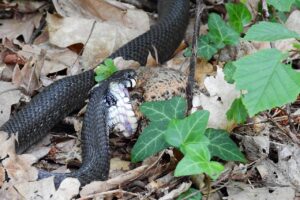 嚥下食の効果を検証するためのポイントは？