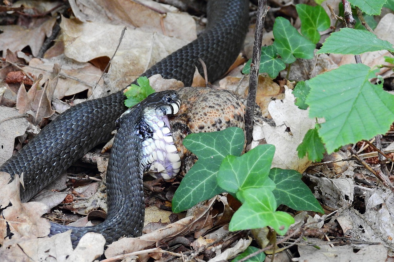 嚥下食の効果を検証するためのポイントは？
