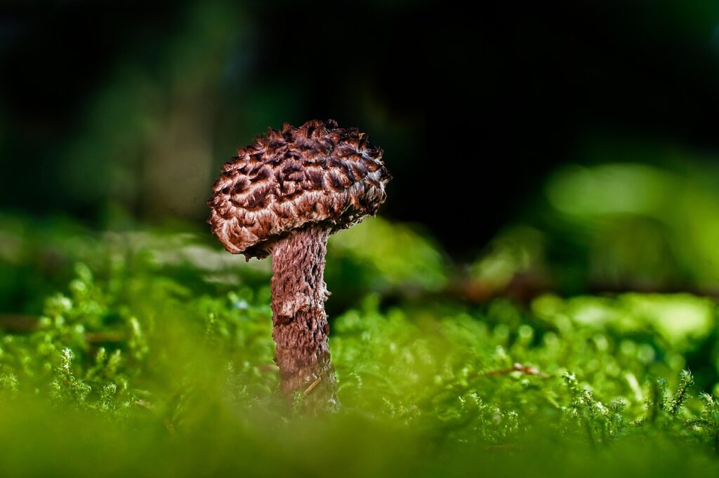 介護食を安く提供するサービスはどこにある？