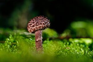 介護食を安く提供するサービスはどこにある？